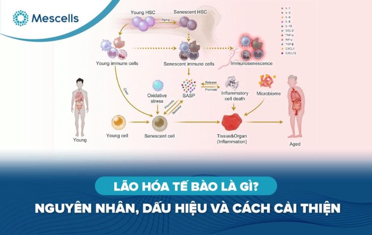 Lão hóa tế bào là gì-01