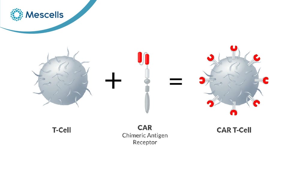 Tế bào CAR-T-02