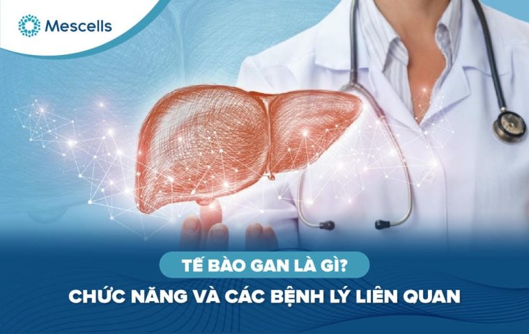 Tế bào gan là gì-01