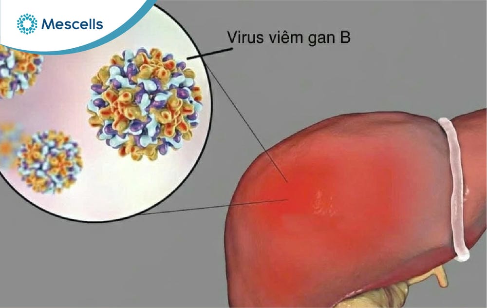 Tế bào gan là gì-10