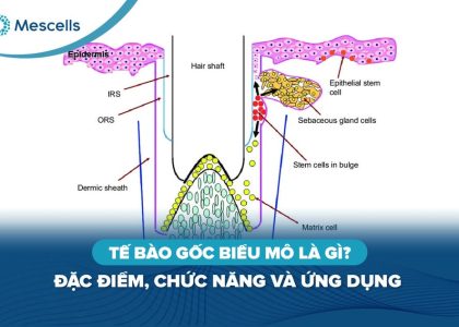 Tế bào gốc biểu mô-01