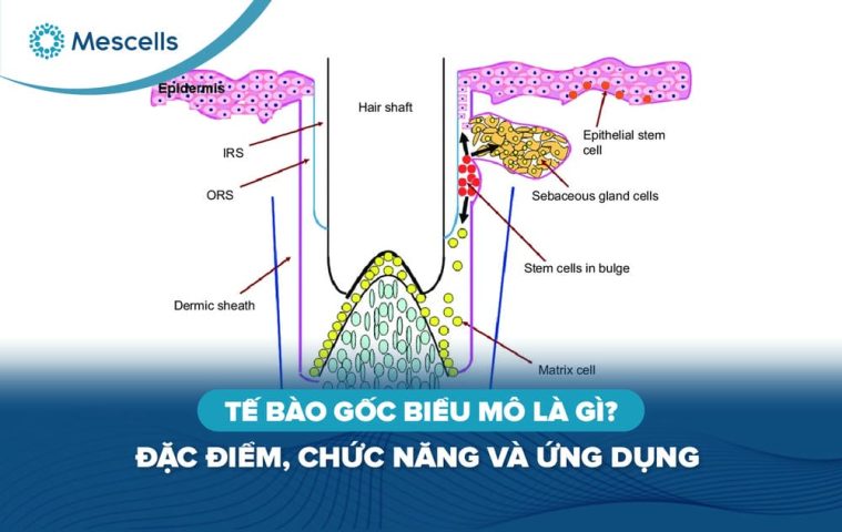 Tế bào gốc biểu mô-01