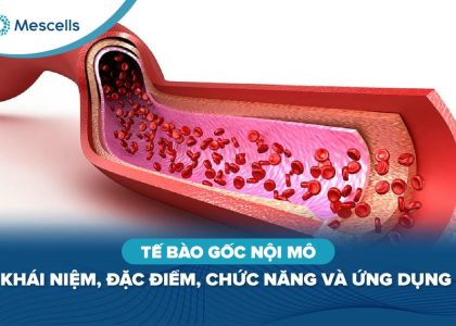 Tế bào gốc nội mô-01