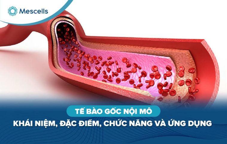 Tế bào gốc nội mô-01