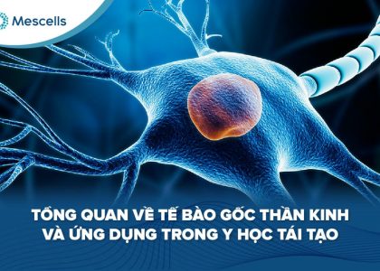 Tế bào gốc thần kinh-01