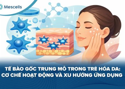 Tế bào gốc trung mô trong trẻ hóa da-01