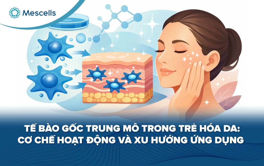 Tế bào gốc trung mô trong trẻ hóa da-01