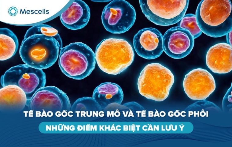 Tế bào gốc trung mô và tế bào gốc phôi-01