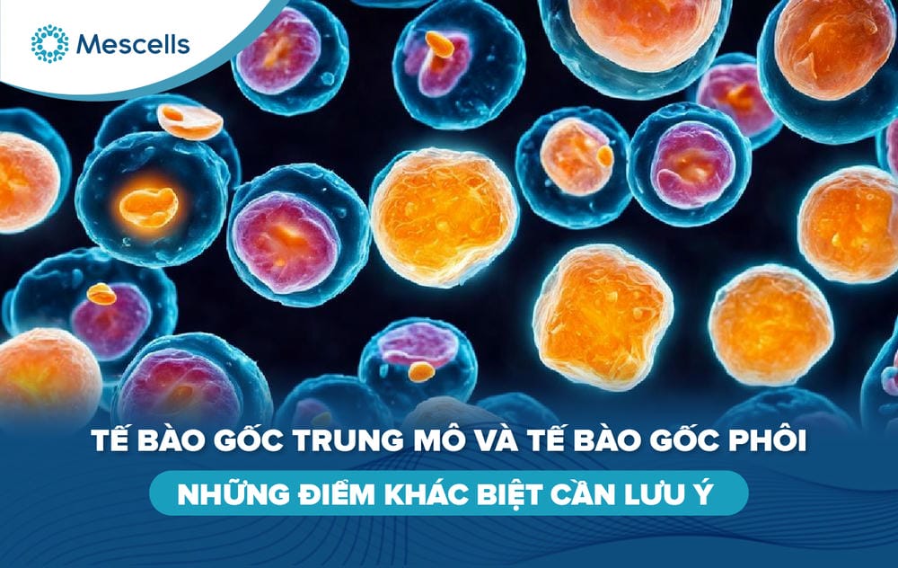 Tế bào gốc trung mô và tế bào gốc phôi-01