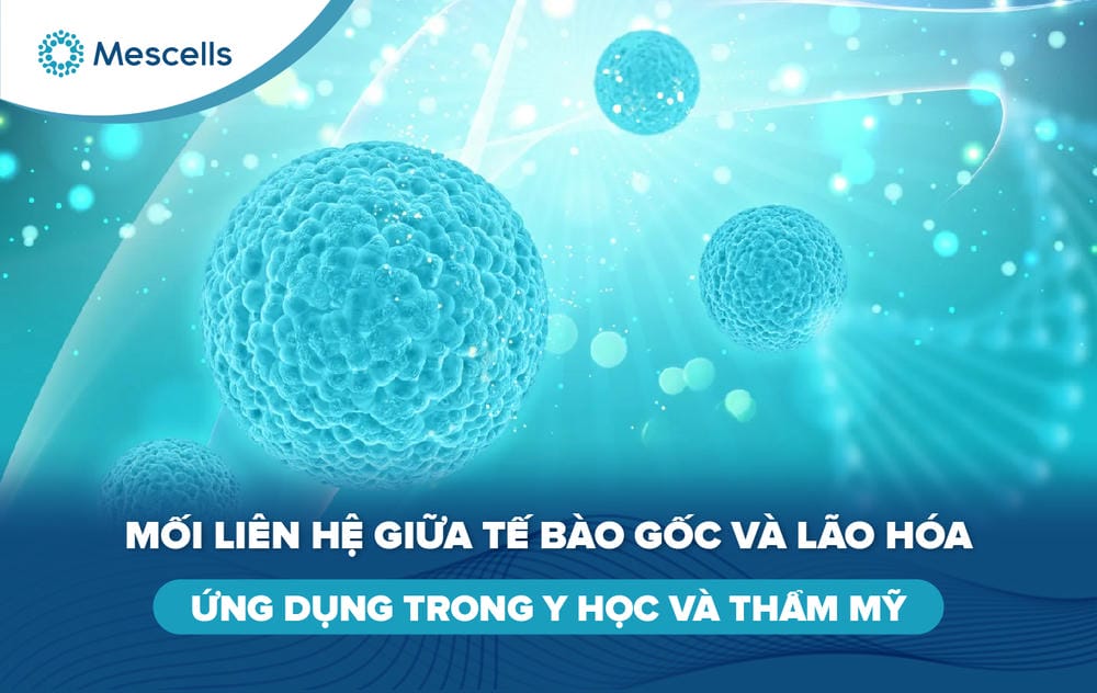 Tế bào gốc và lão hóa-01