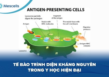 Tế bào trình diện kháng nguyên-01