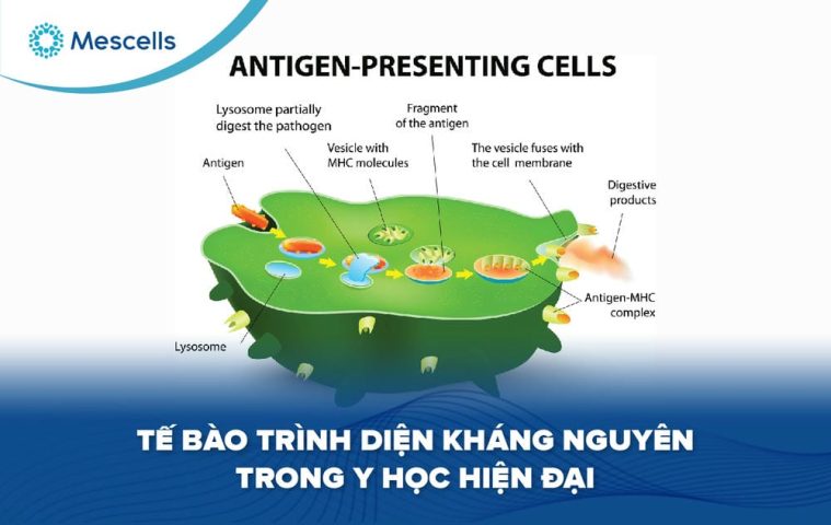 Tế bào trình diện kháng nguyên-01