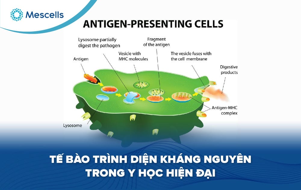 Tế bào trình diện kháng nguyên-01