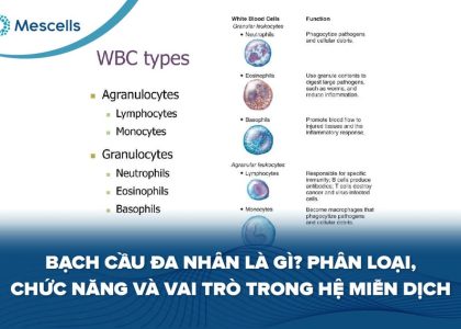 Bạch cầu đa nhân là gì-01