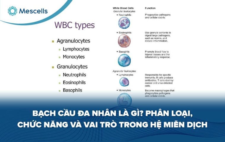 Bạch cầu đa nhân là gì-01