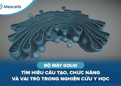 Bộ máy Golgi là gì-01