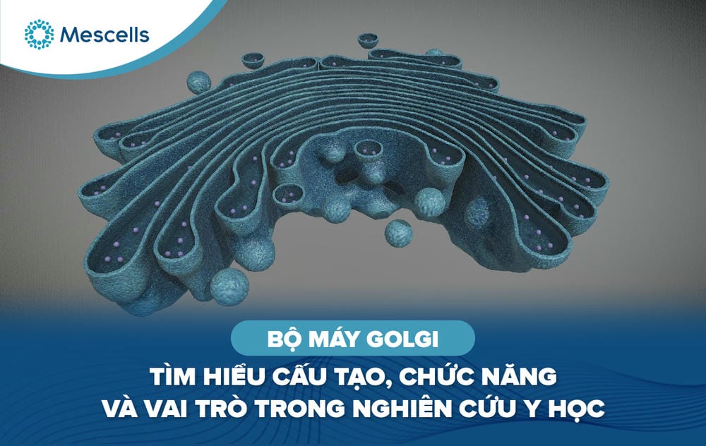 Bộ máy Golgi là gì-01