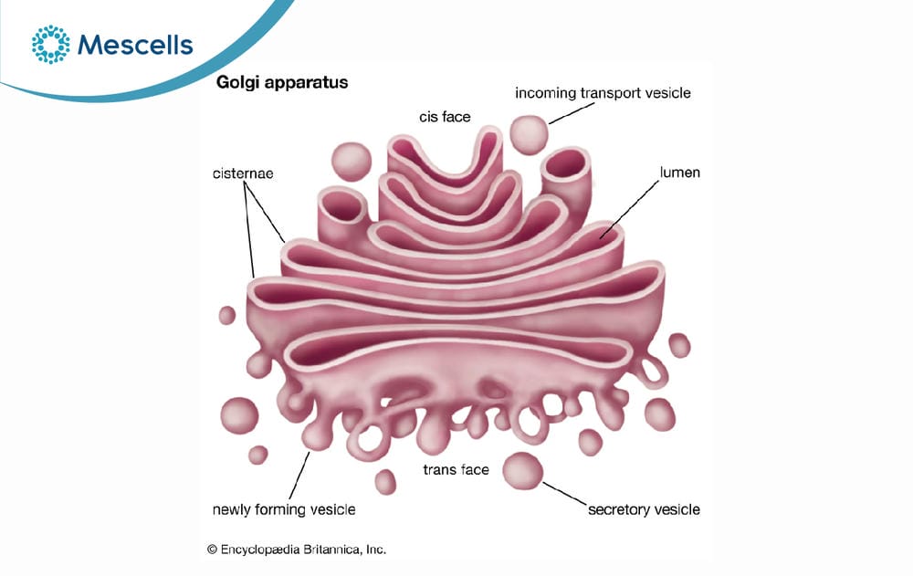 Bộ máy Golgi là gì-02
