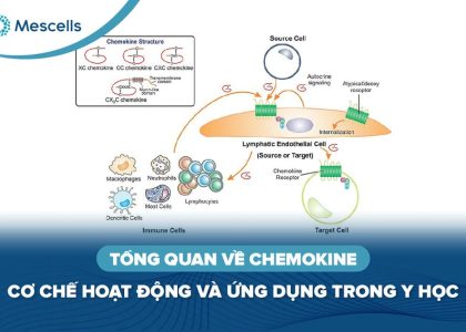 Chemokine-la-gi-01