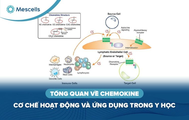 Chemokine-la-gi-01