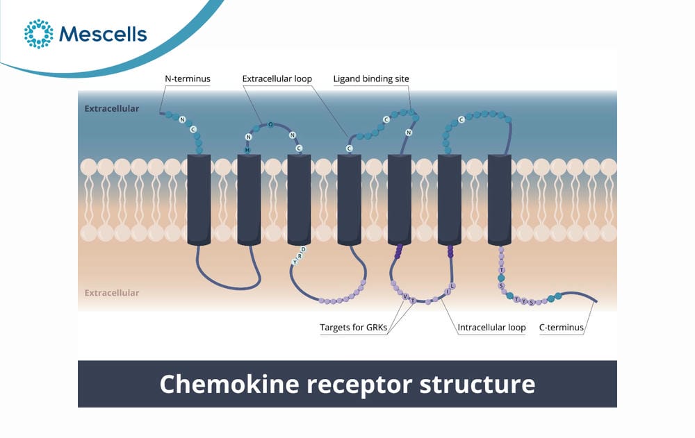 Chemokine-la-gi-02