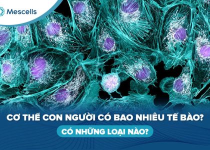 Cơ thể con người có bao nhiêu tế bào-01