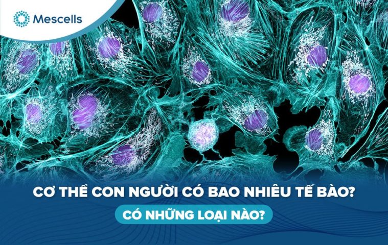 Cơ thể con người có bao nhiêu tế bào-01