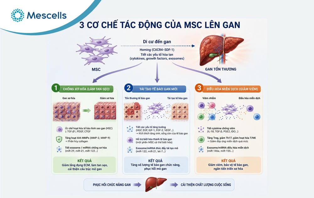 Điều trị xơ gan bằng tế bào gốc-04