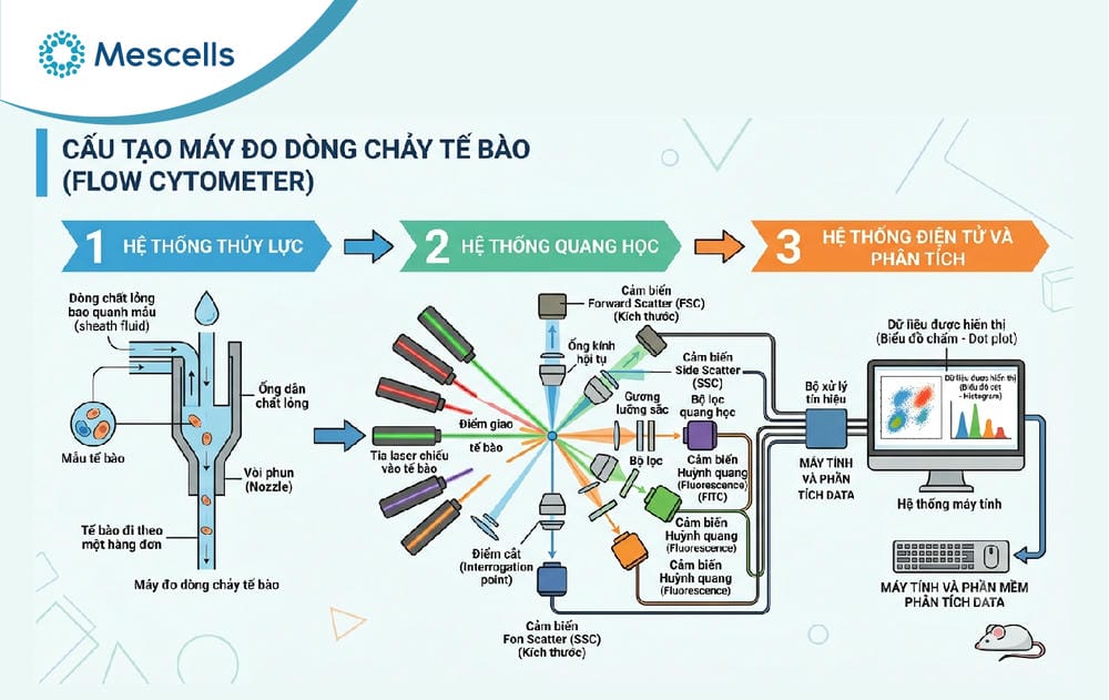 Đo dòng chảy tế bào-flow cytometry-02