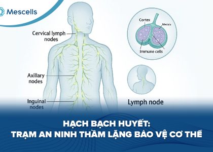 Hạch bạch huyết-01