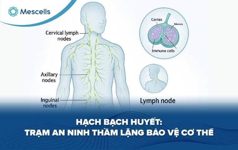 Hạch bạch huyết-01