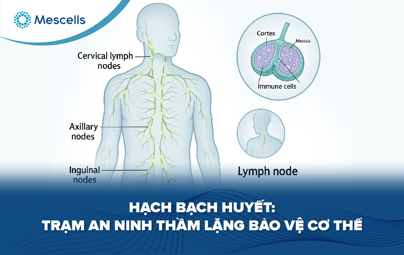 Hạch bạch huyết-01