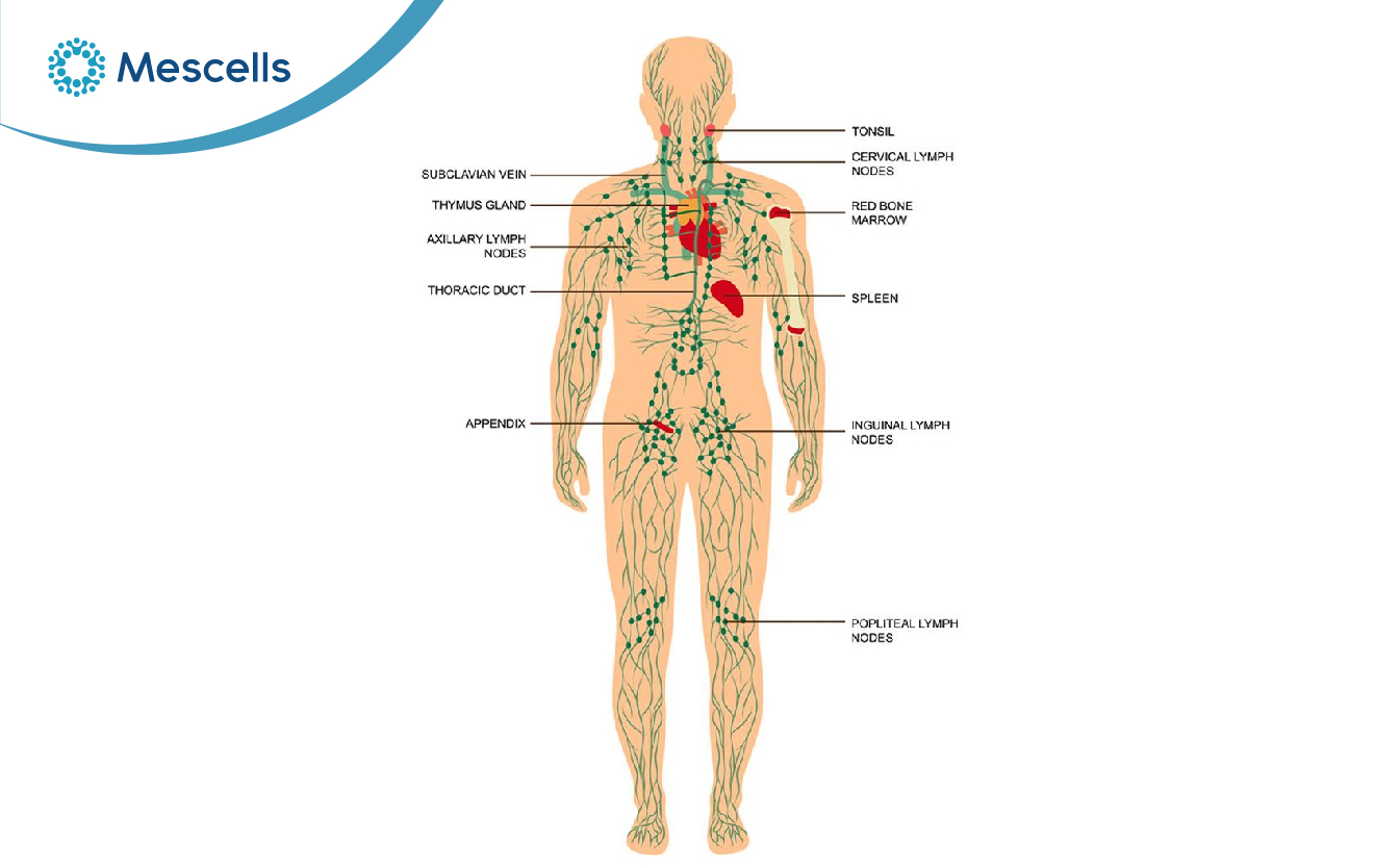 Hạch bạch huyết-02