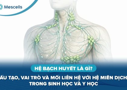 Hệ bạch huyết là gì-01