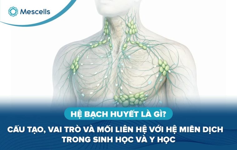 Hệ bạch huyết là gì-01