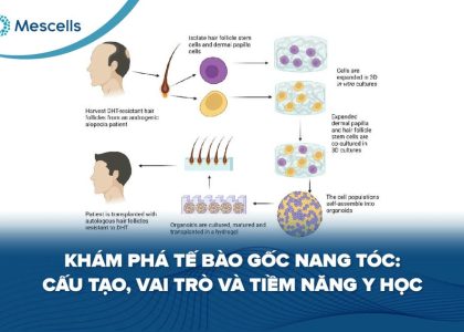 Khám phá tế bào gốc nang tóc-01