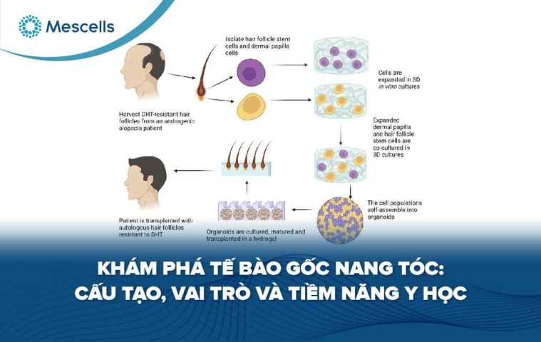 Khám phá tế bào gốc nang tóc-01