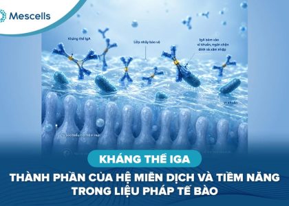 Kháng thể IgA là gì-01