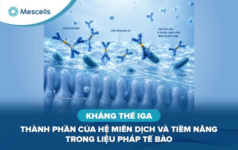 Kháng thể IgA là gì-01