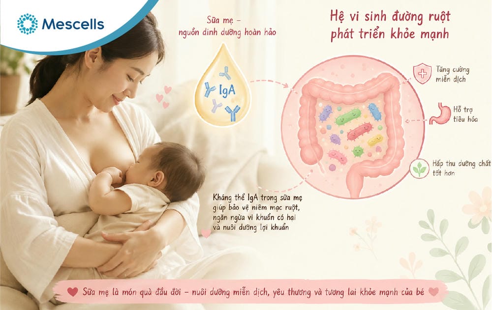 Kháng thể IgA là gì-03