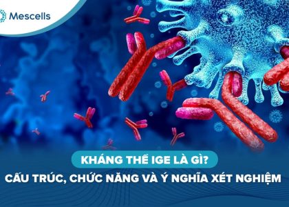 Kháng thể IgE là gì-01