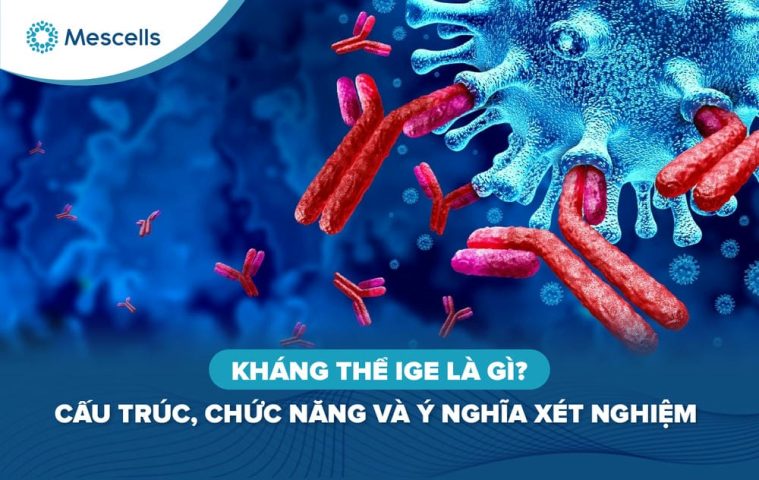 Kháng thể IgE là gì-01