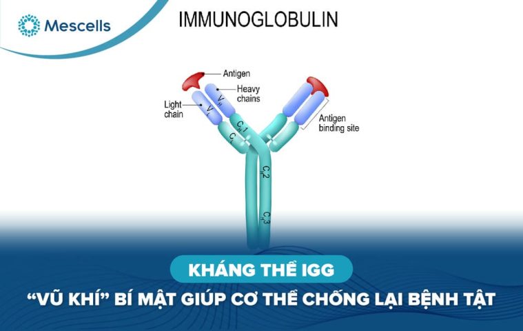 Kháng thể IgG-01
