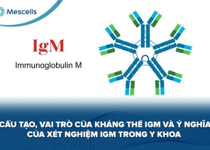 Kháng thể IgM-01