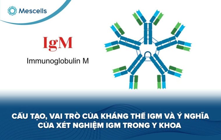 Kháng thể IgM-01