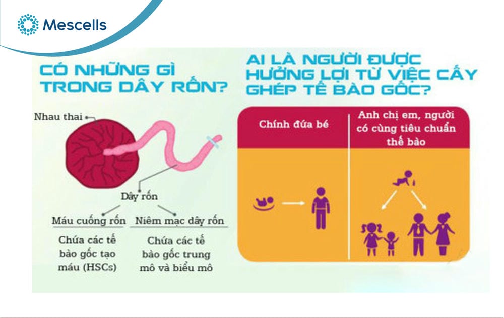 Lưu trữ tế bào gốc cho con-06