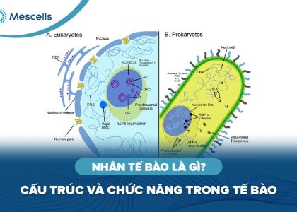 Nhân tế bào là gì-01
