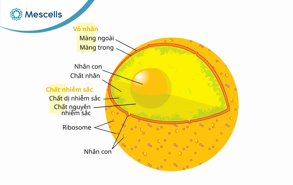 Nhân tế bào là gì-02