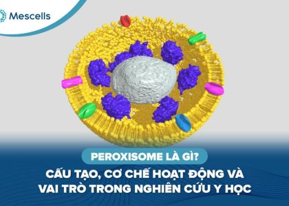 Peroxisome là gì-01