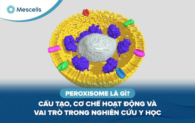 Peroxisome là gì-01